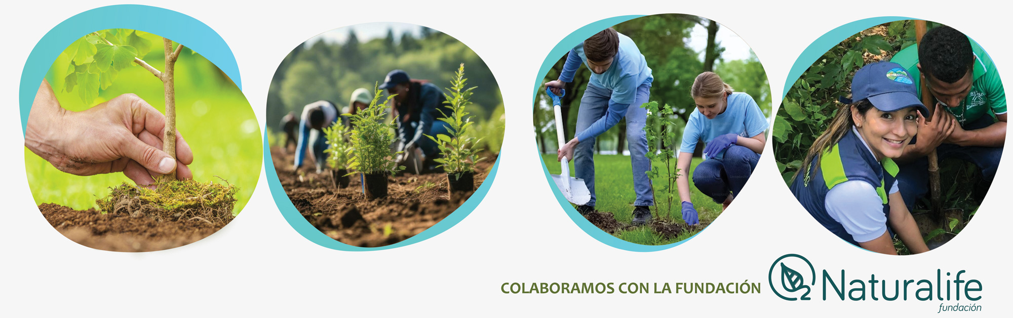 Bosque corporativo Andilla Valencia